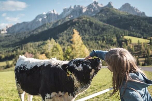 Tiere entdecken